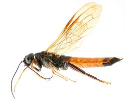   Sirex longicauda  male lateral habitus; photo by H. Goulet, CNC 
